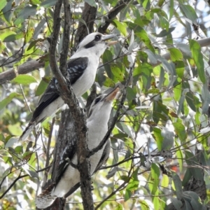 Dacelo novaeguineae at Tallong, NSW - 14 Sep 2022 10:04 AM