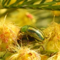 Calomela juncta (Leaf beetle) at Stromlo, ACT - 24 Sep 2022 by HelenCross
