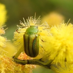 Calomela juncta at Stromlo, ACT - suppressed