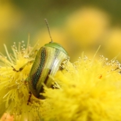 Calomela juncta at Stromlo, ACT - 24 Sep 2022