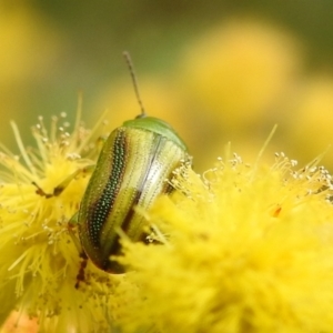 Calomela juncta at Stromlo, ACT - suppressed