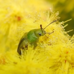 Calomela juncta at Stromlo, ACT - suppressed