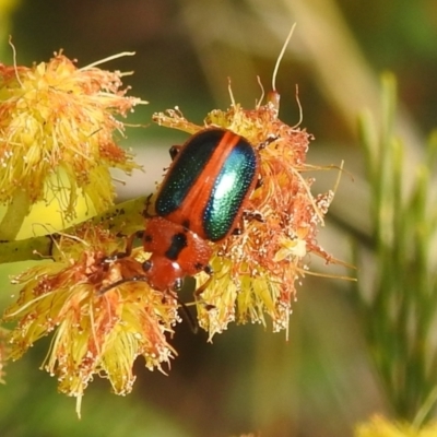 Calomela curtisi (Acacia leaf beetle) at Lions Youth Haven - Westwood Farm - 24 Sep 2022 by HelenCross