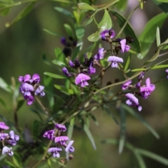 Glycine clandestina (Twining Glycine) at Albury - 24 Sep 2022 by KylieWaldon