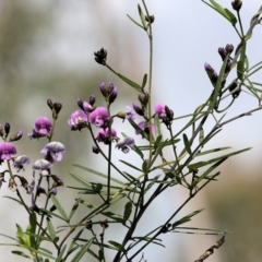 Glycine clandestina at Albury, NSW - 24 Sep 2022 10:19 AM