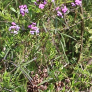 Glycine clandestina at Albury, NSW - 24 Sep 2022 10:19 AM