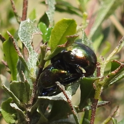 Callidemum hypochalceum (Hop-bush leaf beetle) at Lions Youth Haven - Westwood Farm A.C.T. - 24 Sep 2022 by HelenCross
