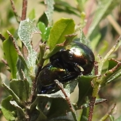 Callidemum hypochalceum (Hop-bush leaf beetle) at Stromlo, ACT - 24 Sep 2022 by HelenCross