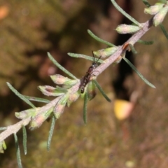 Crabroninae (subfamily) (Unidentified solitary wasp) at Nail Can Hill - 24 Sep 2022 by KylieWaldon