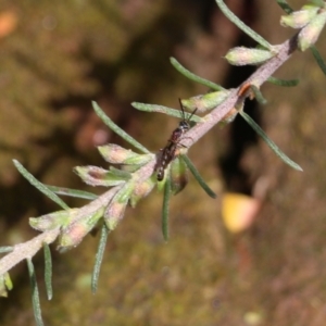Crabroninae (subfamily) at Albury, NSW - 24 Sep 2022 10:21 AM