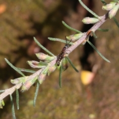 Unidentified Wasp (Hymenoptera, Apocrita) (TBC) at Albury, NSW - 24 Sep 2022 by KylieWaldon