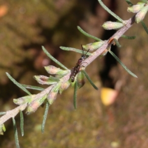 Crabroninae (subfamily) at Albury, NSW - 24 Sep 2022