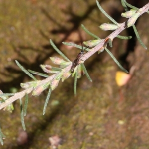 Crabroninae (subfamily) at Albury, NSW - 24 Sep 2022