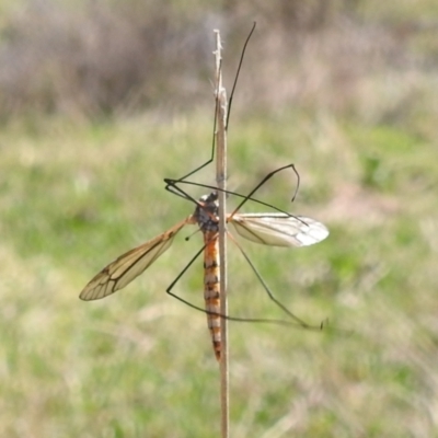 Ischnotoma (Ischnotoma) rubriventris (A crane fly) at Lions Youth Haven - Westwood Farm A.C.T. - 24 Sep 2022 by HelenCross