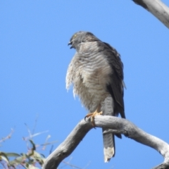 Accipiter cirrocephalus (Collared Sparrowhawk) at Lions Youth Haven - Westwood Farm A.C.T. - 24 Sep 2022 by HelenCross