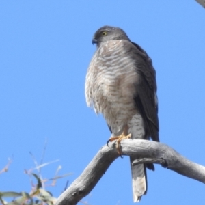 Tachyspiza cirrocephala at Stromlo, ACT - 24 Sep 2022