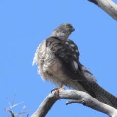 Tachyspiza cirrocephala at Stromlo, ACT - 24 Sep 2022