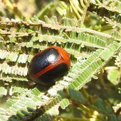 Dicranosterna immaculata (Acacia leaf beetle) at Lions Youth Haven - Westwood Farm - 24 Sep 2022 by HelenCross