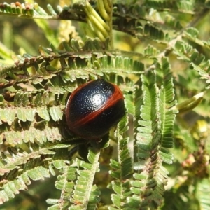 Dicranosterna immaculata at Stromlo, ACT - 24 Sep 2022