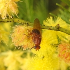 Lauxaniidae (family) (Unidentified lauxaniid fly) at Lions Youth Haven - Westwood Farm A.C.T. - 24 Sep 2022 by HelenCross