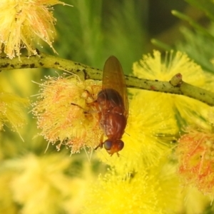 Lauxaniidae (family) at Stromlo, ACT - 24 Sep 2022