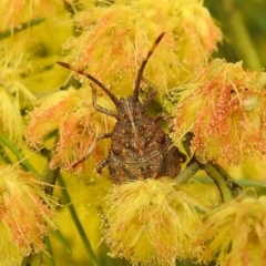 Omyta centrolineata (Centreline Shield Bug) at Stromlo, ACT - 24 Sep 2022 by HelenCross