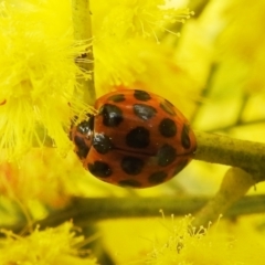 Harmonia conformis (Common Spotted Ladybird) at Lions Youth Haven - Westwood Farm A.C.T. - 24 Sep 2022 by HelenCross
