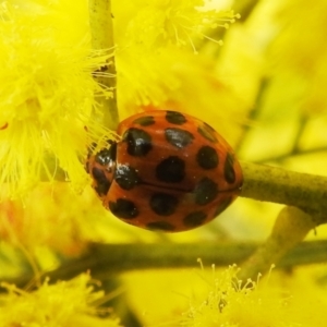 Harmonia conformis at Stromlo, ACT - suppressed