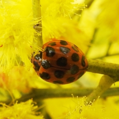 Harmonia conformis (Common Spotted Ladybird) at Lions Youth Haven - Westwood Farm - 24 Sep 2022 by HelenCross