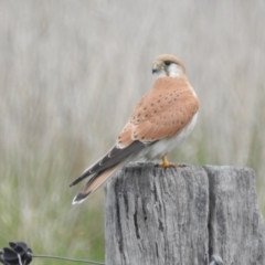 Falco cenchroides (Nankeen Kestrel) at Lions Youth Haven - Westwood Farm - 24 Sep 2022 by HelenCross