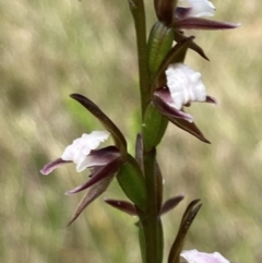 Prasophyllum brevilabre (Short-lip leek orchid) at Vincentia, NSW - 24 Sep 2022 by AnneG1