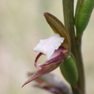 Paraprasophyllum brevilabre at Vincentia, NSW - suppressed