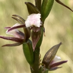 Prasophyllum brevilabre at Vincentia, NSW - 24 Sep 2022