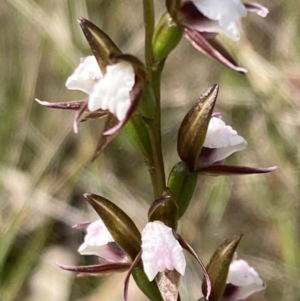 Prasophyllum brevilabre at Vincentia, NSW - 24 Sep 2022