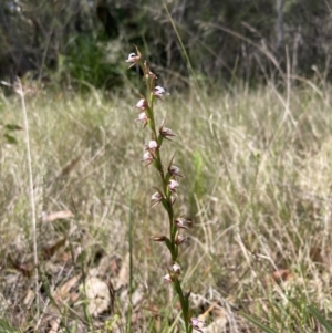 Prasophyllum brevilabre at Vincentia, NSW - 24 Sep 2022