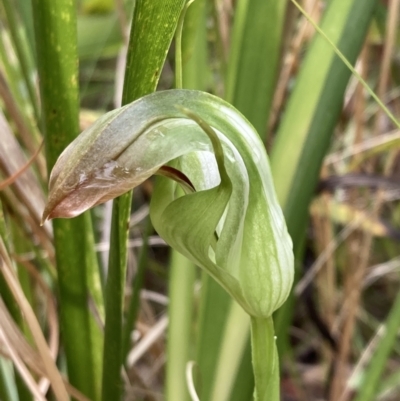 Pterostylis baptistii (King Greenhood) at Vincentia, NSW - 23 Sep 2022 by AnneG1