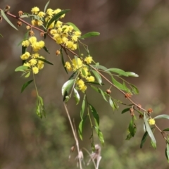 Acacia verniciflua (Varnish Wattle) at Albury, NSW - 24 Sep 2022 by KylieWaldon