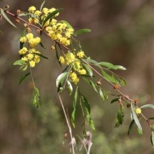 Acacia verniciflua at Albury, NSW - 24 Sep 2022 10:16 AM