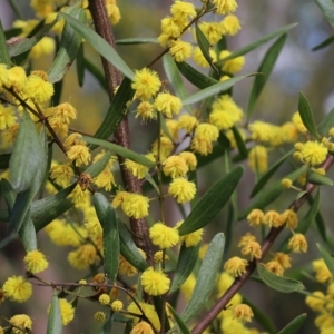 Acacia verniciflua at Albury, NSW - 24 Sep 2022