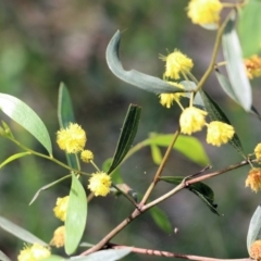 Acacia verniciflua at Albury, NSW - 24 Sep 2022 10:16 AM