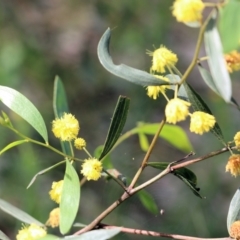 Acacia verniciflua at Albury, NSW - 24 Sep 2022