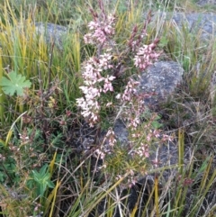 Lissanthe strigosa subsp. subulata (Peach Heath) at Stromlo, ACT - 24 Sep 2022 by WCK