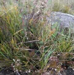 Lissanthe strigosa subsp. subulata at Stromlo, ACT - 24 Sep 2022