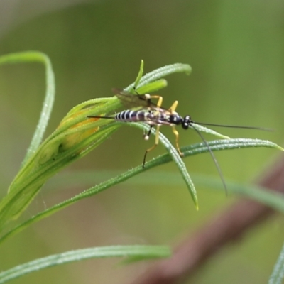 Sericopimpla sp. (genus) (Case Moth Larvae Parasite Wasp) at Nail Can Hill - 24 Sep 2022 by KylieWaldon