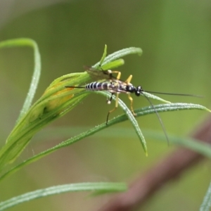 Sericopimpla sp. (genus) (Case Moth Larvae Parasite Wasp) at Albury, NSW by KylieWaldon