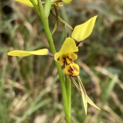 Diuris sulphurea (Tiger Orchid) at Vincentia, NSW - 23 Sep 2022 by AnneG1