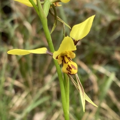 Diuris sulphurea (Tiger Orchid) at Vincentia, NSW - 23 Sep 2022 by AnneG1