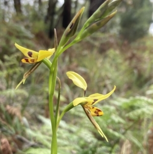 Diuris sulphurea at Vincentia, NSW - suppressed