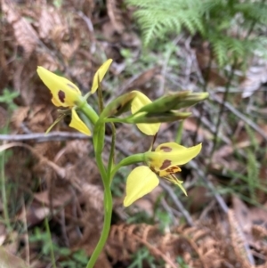 Diuris sulphurea at Vincentia, NSW - suppressed