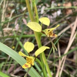 Diuris sulphurea at Vincentia, NSW - suppressed